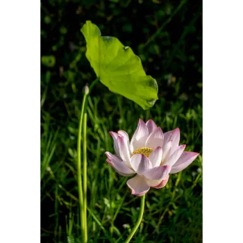 Lotus Plant